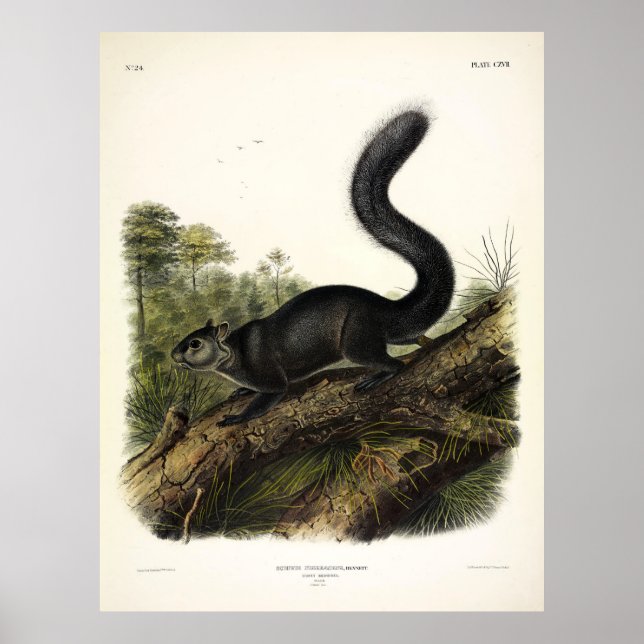 Affiche Écureuil ou écureuil gris mexicain par Audubon (Devant)