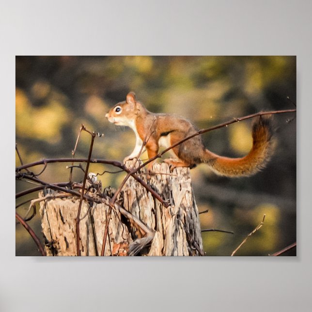 Affiche Écureuil rouge Nature Animaux sauvages (Devant)