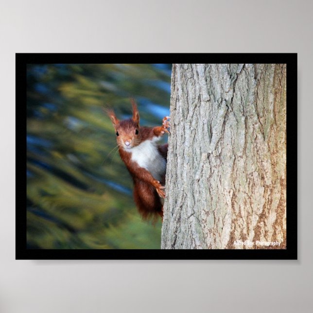 Affiche Écureuil roux sur un arbre (Devant)