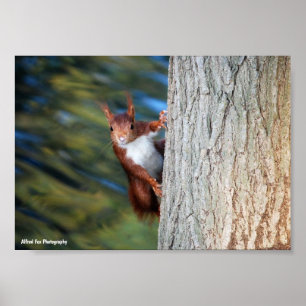 Affiche Écureuil roux sur un arbre