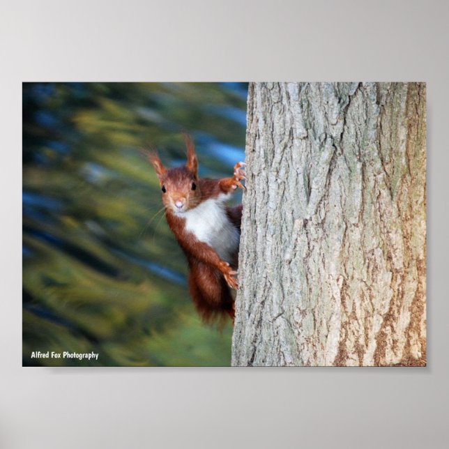 Affiche Écureuil roux sur un arbre (Devant)