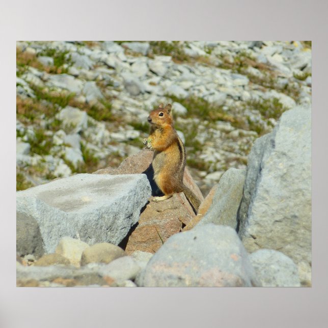Affiche Écureuil terrestre à manteau doré au mont Rainier (Devant)