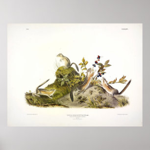 Affiche Écureuil terrestre à quatre bandes, ou Colorado Ch