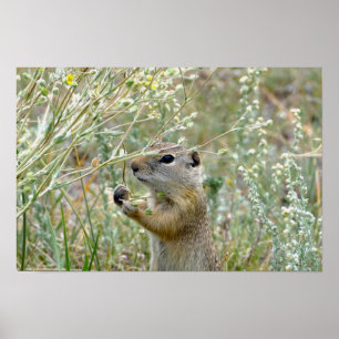 Affiche Écureuil terrestre, Parc national de Rocky Mountai