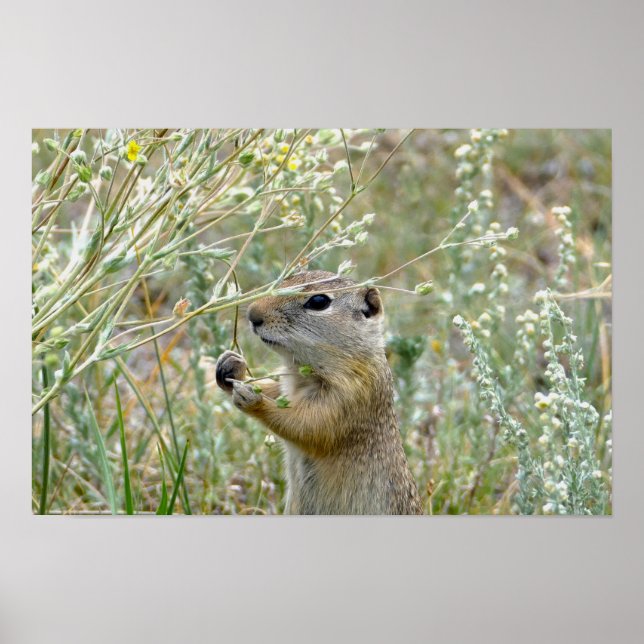Affiche Écureuil terrestre, Parc national de Rocky Mountai (Devant)