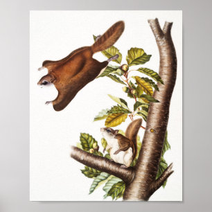 Affiche Écureuil volant de l'Oregon (Pteromys Origonensis)