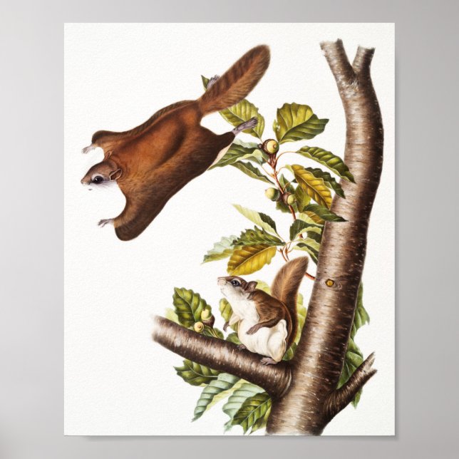 Affiche Écureuil volant de l'Oregon (Pteromys Origonensis) (Devant)