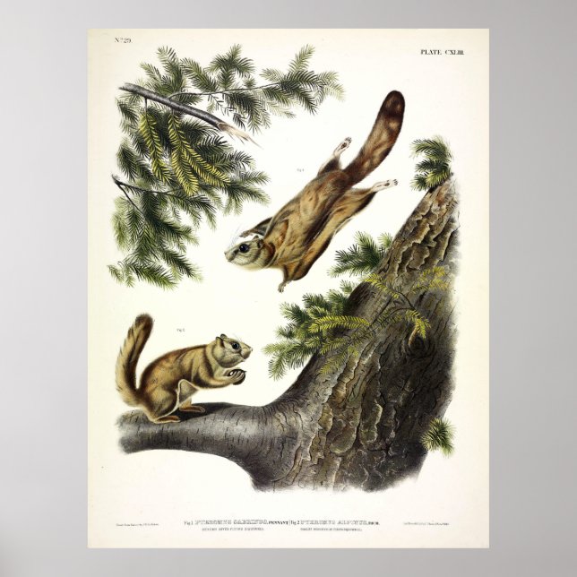 Affiche Écureuil volant de Severn-River (Nord) par Audubon (Devant)