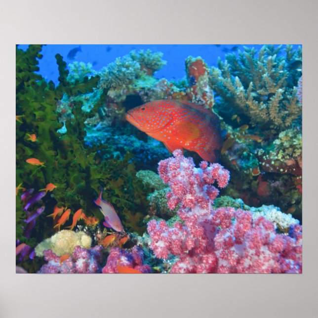 Affiche éducation Pseudanthias (Pseudanthias (Devant)