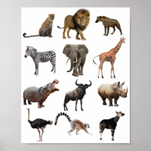 affiche éducative animal africain