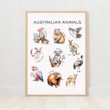 Affiche éducative sur les animaux australiens