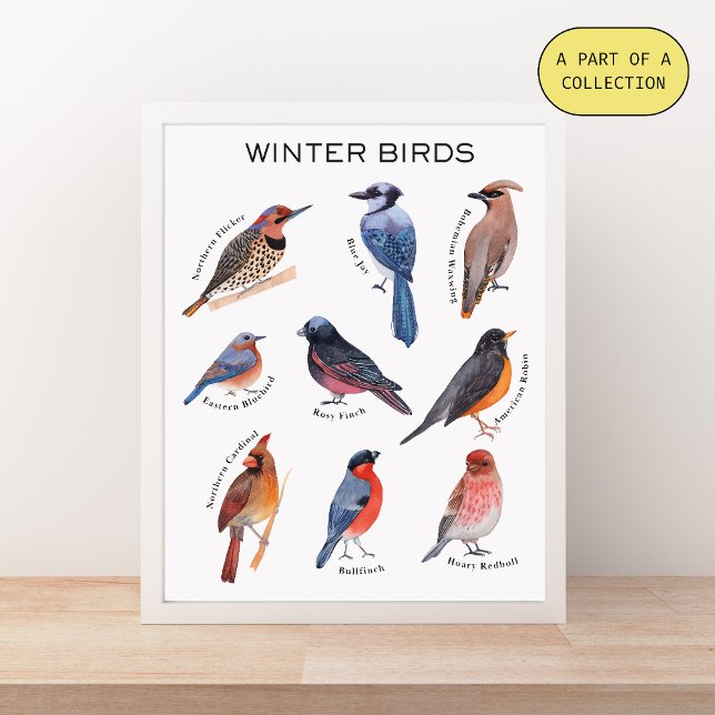 Affiche éducative sur les oiseaux d'hiver (Créateur téléchargé)
