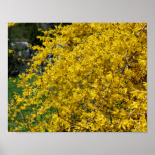 Affiche Effet Orton Fleurs Forsythia Jaunes