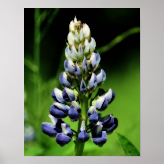 Affiche Effet Orton simple Lupine Bleue (Devant)