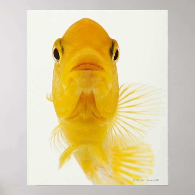 Affiche Également connu sous le nom de poisson rouge à que (Devant)