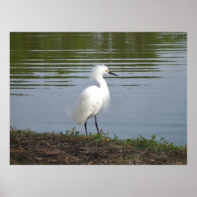 Affiche Egret neigeux (Devant)