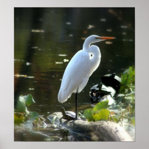 Affiche Egret with Turtles