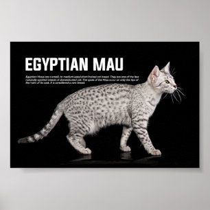 Affiche Egyptian Mau Cat Breed
