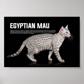 Affiche Egyptian Mau Cat Breed
