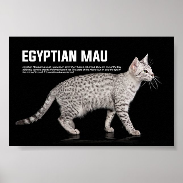 Affiche Egyptian Mau Cat Breed (Devant)