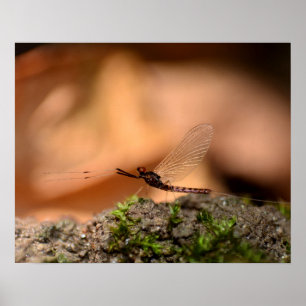Affiche Eintagsfliege
