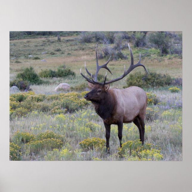 Affiche Élan américain | Parc national des Rocheuses, Colo (Devant)