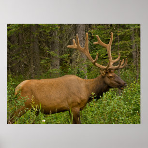 Affiche Élan mâle Parc national de Banff, Alberta, Canad