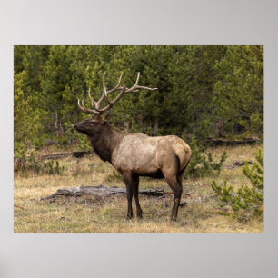Affiche Élan mâle Parc national de Yellowstone, Wyoming
