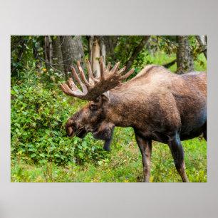 Affiche Élan Péninsule de Kenai, Alaska