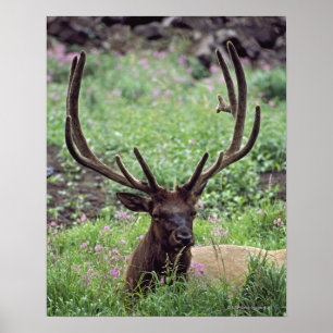 Affiche Élans de Taureau se reposant dans le pré alpin