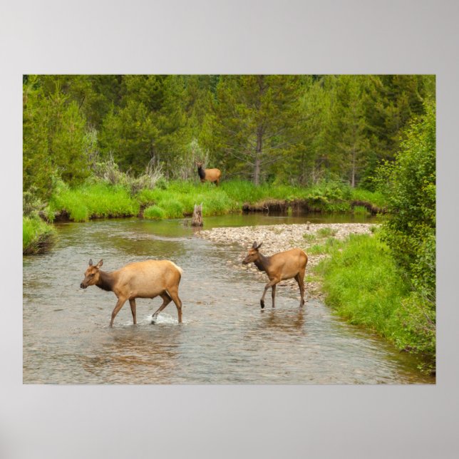 Affiche Élans traversant la rivière Colorado (Devant)