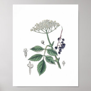 Affiche Elderberry Bush Flower White & Green Botany