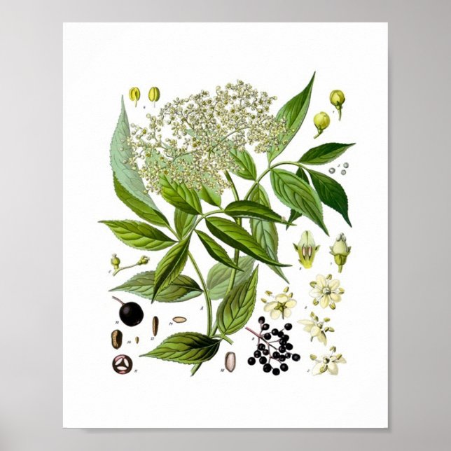 Affiche Elderberry Elegance: A Vintage Botanical (Devant)
