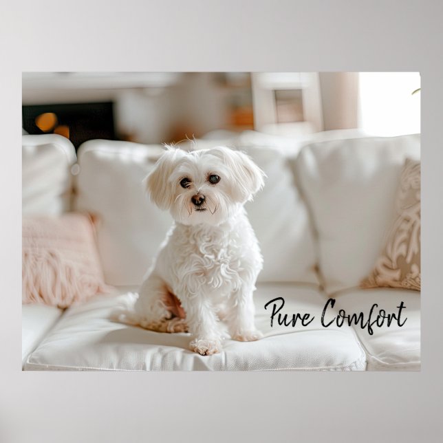 Affiche Elégance cosy : Maltais sur le canapé (Devant)