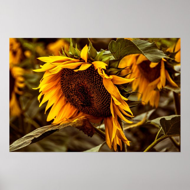 Affiche Élégance Tournesol (Devant)