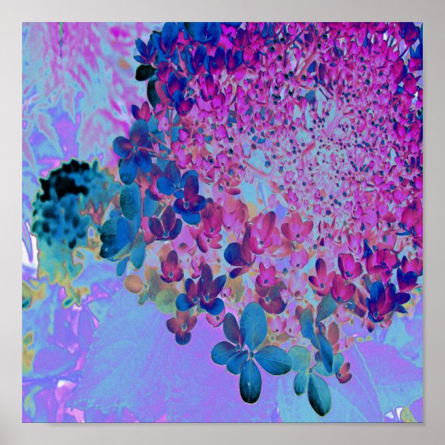 Affiche Élégant bleu foncé et lumière magenta Hydrangea (Devant)