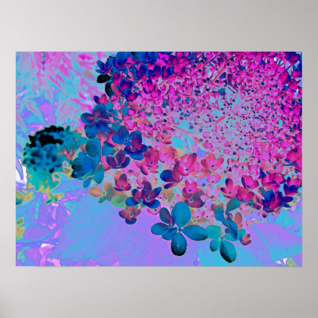 Affiche Élégant bleu foncé et lumière magenta Hydrangea (Devant)