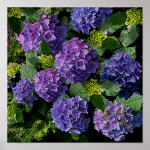 Affiche Elégant bleu violet magenta vert hydrangée florale