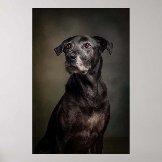 Affiche Elegant Dog Silhouette (Devant)