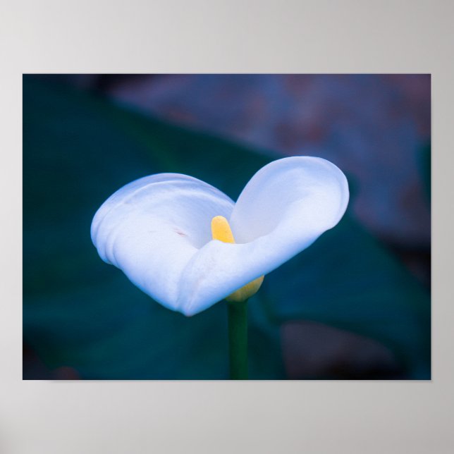 Affiche Elegant Heart-Shaped White Calla Lily (Devant)
