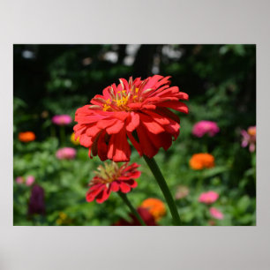 Affiche Élégant jardin fleuri rouge orangé fleurs roses