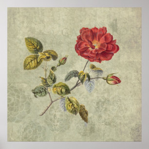 Affiche Élégant Rose français Vintage