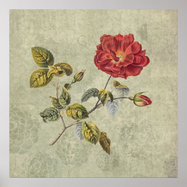 Affiche Élégant Rose français Vintage (Devant)