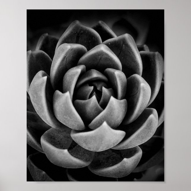 Affiche Elégant Succulent Plante Nature Photo Noir Blanc (Devant)