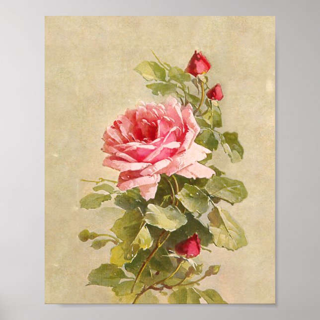 Affiche Elegant Vintage Pink Roses (Devant)