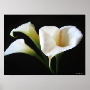 Affiche Elégante Calla Lily Fleurs 9