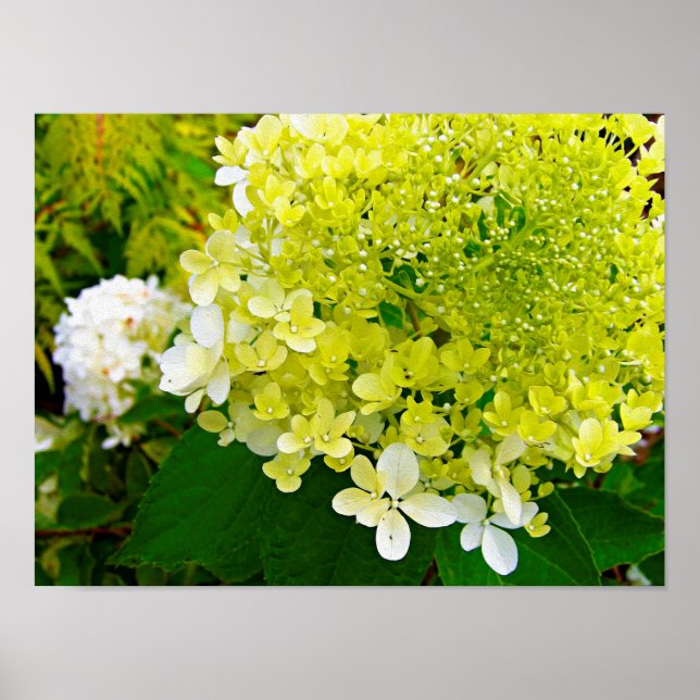 Affiche Élégante Chartreuse Vert Limelight Hydrangea (Devant)