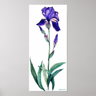 Affiche élégante d'iris de PMACarlson