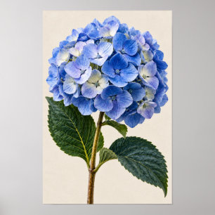 Affiche Élégante œuvre d'art botanique murale d'hortensia