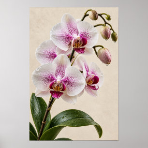 Affiche Élégante œuvre d'art murale florale d'orchidée ros